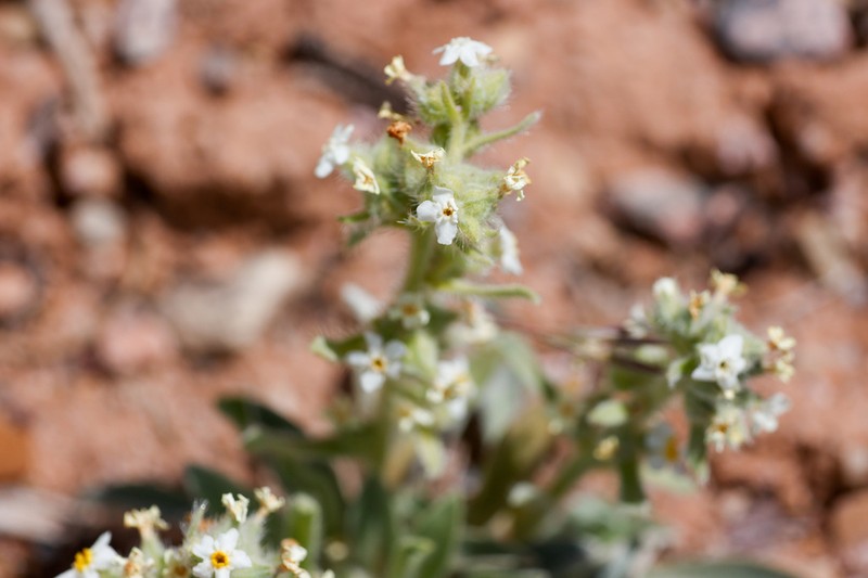 Baker's Cryptantha photo 6
