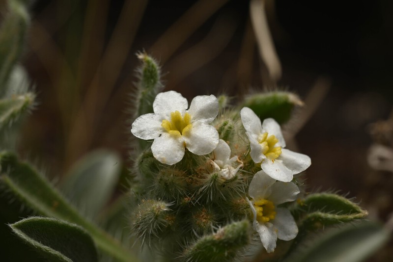 Baker's Cryptantha photo 7