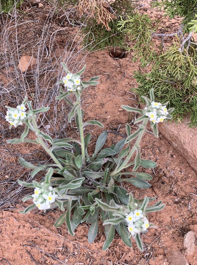Baker's Cryptantha photo 8