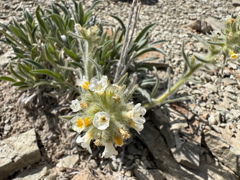 Oilshale Cryptantha photo 4