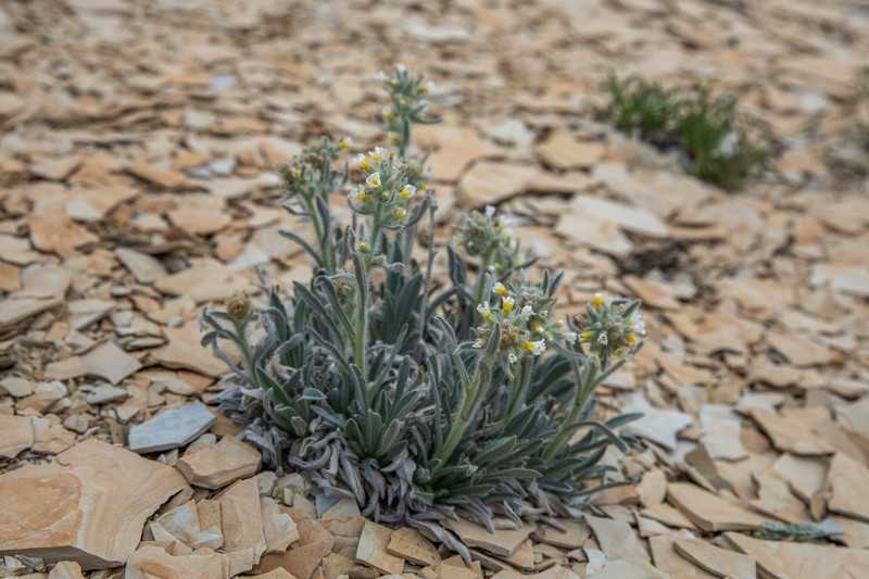 Oilshale Cryptantha photo 5