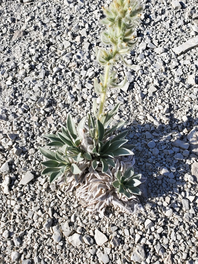 Oilshale Cryptantha photo 6
