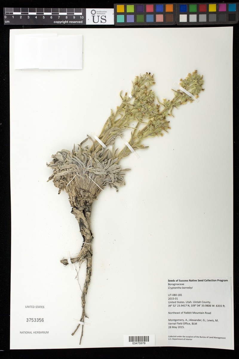 Oilshale Cryptantha photo 7