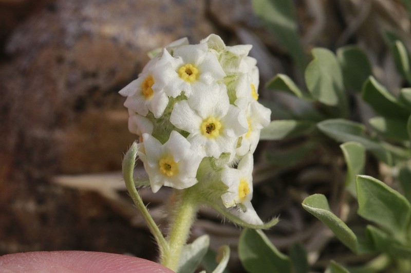 Uinta Basin Cryptantha