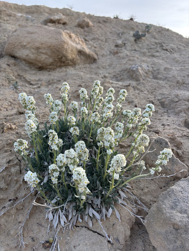 Uinta Basin Cryptantha photo 2