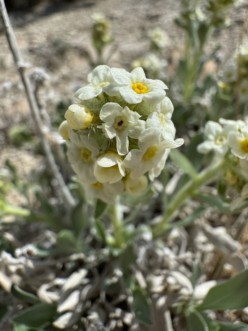 Uinta Basin Cryptantha photo 3