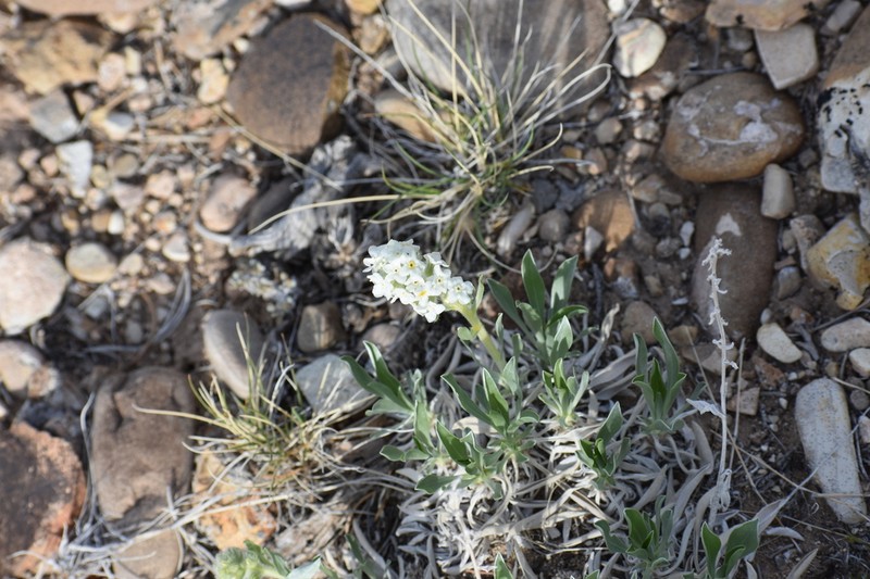 Uinta Basin Cryptantha photo 4