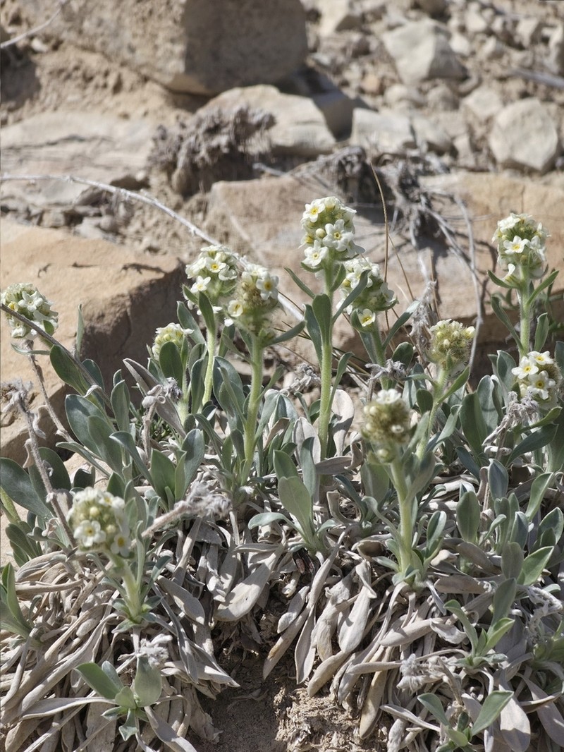 Uinta Basin Cryptantha photo 5