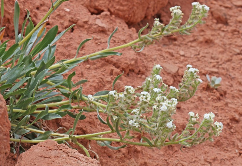 Uinta Basin Cryptantha photo 6