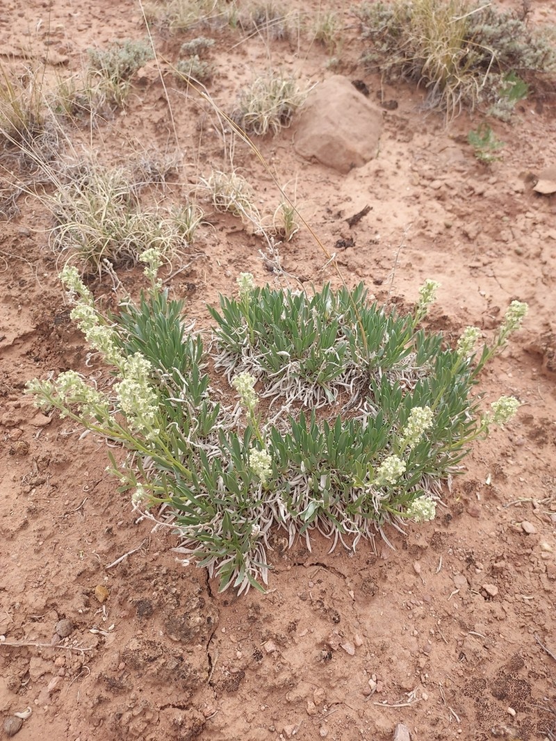 Uinta Basin Cryptantha photo 7
