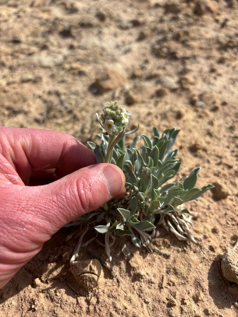 Uinta Basin Cryptantha photo 8