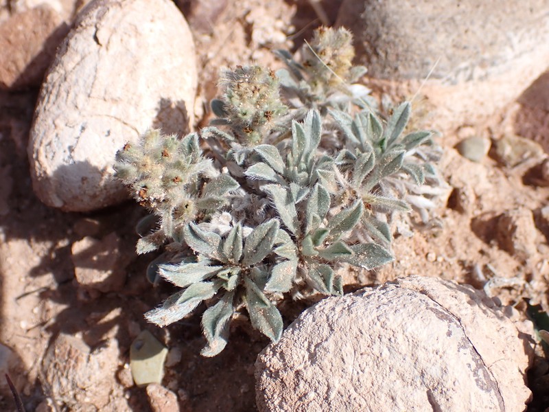 Tufted Cryptantha
