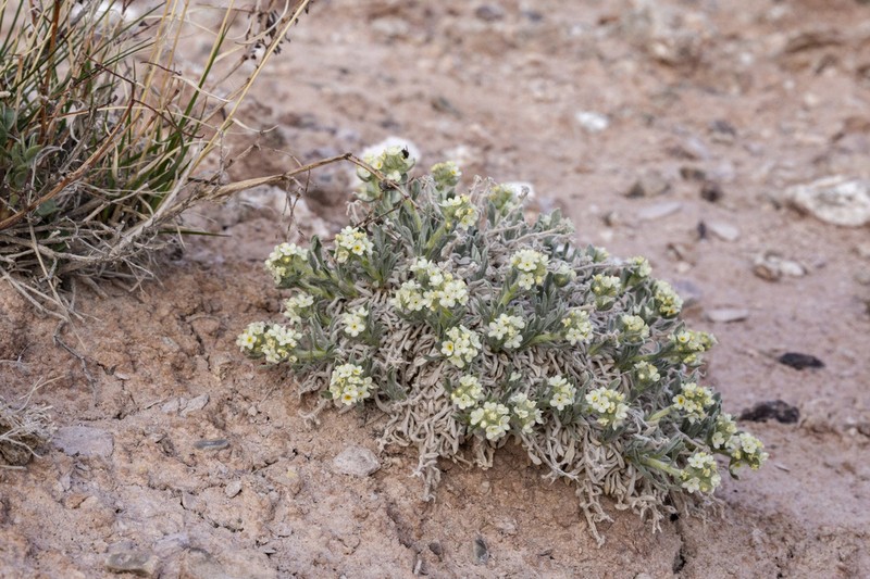 Tufted Cryptantha photo 2