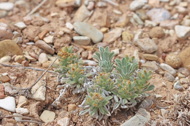 Tufted Cryptantha photo 3