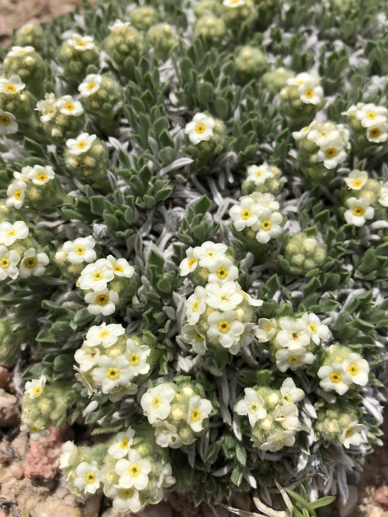 Tufted Cryptantha photo 4