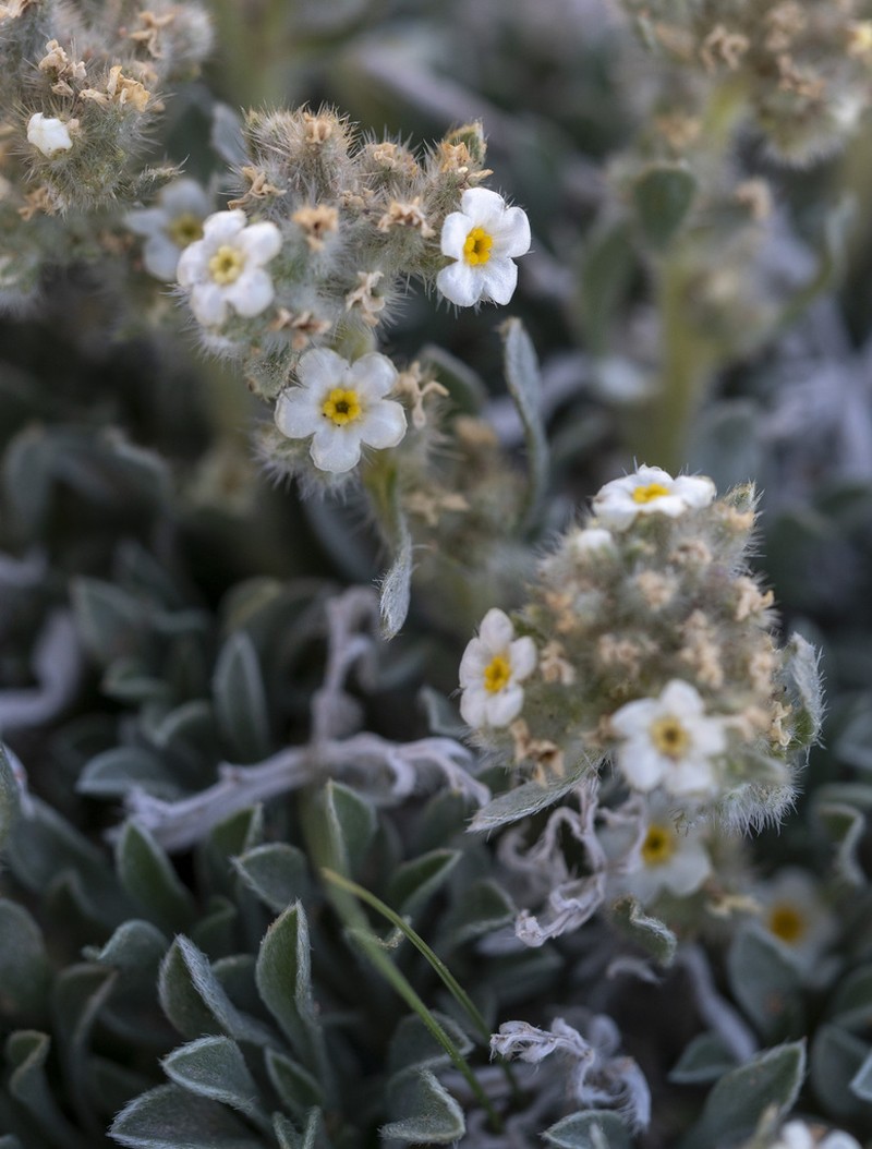 Tufted Cryptantha photo 5
