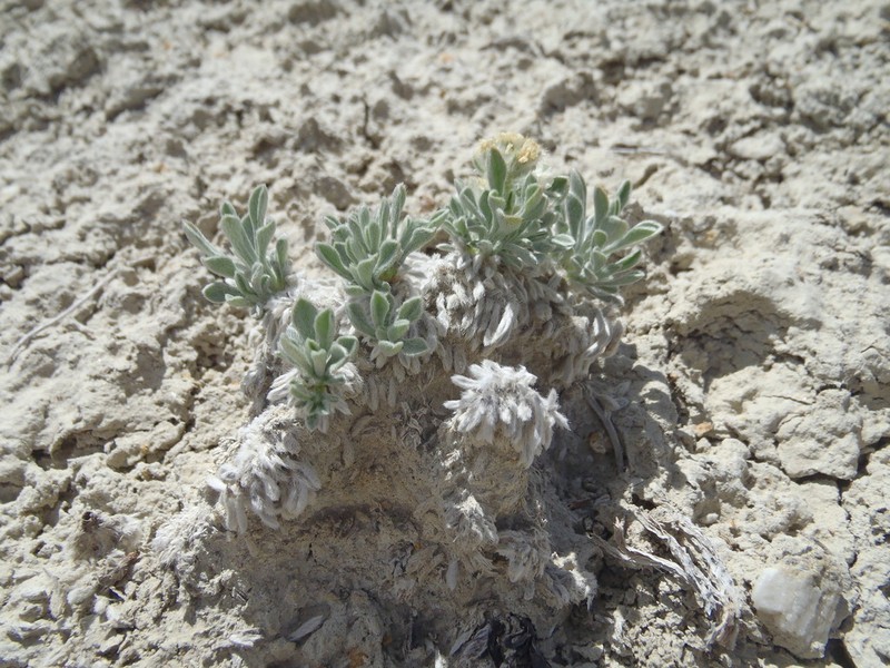 Tufted Cryptantha photo 6