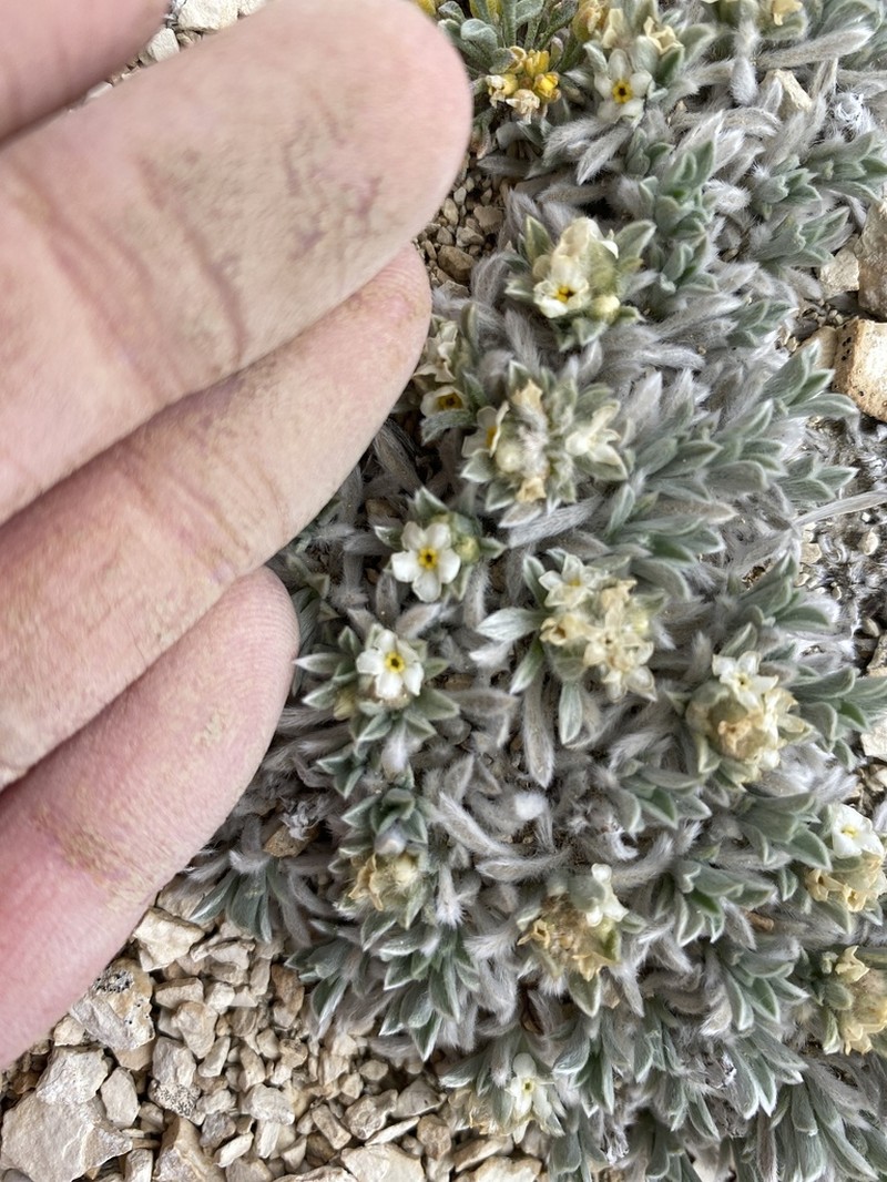 Tufted Cryptantha photo 7