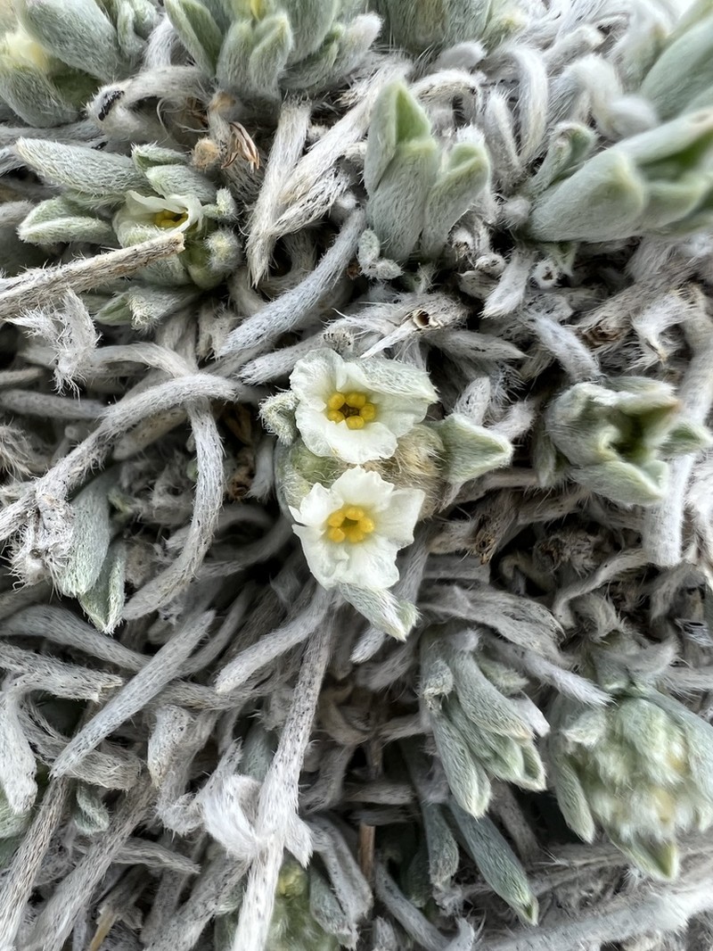 Tufted Cryptantha photo 8