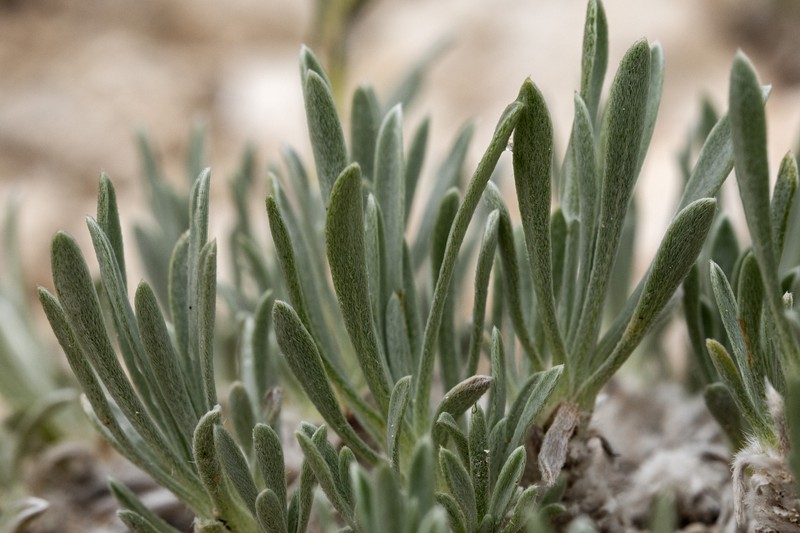 Mountain Cryptantha photo 4