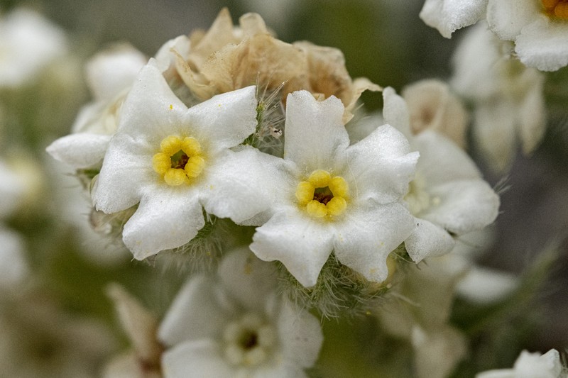 Mountain Cryptantha photo 6