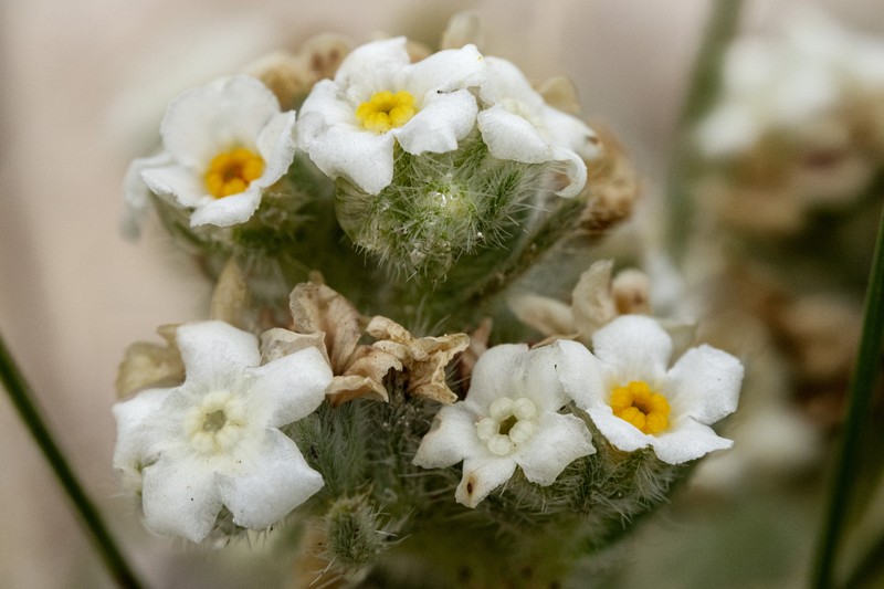 Mountain Cryptantha photo 5