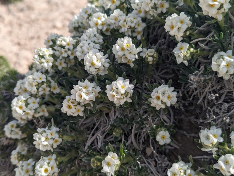 Mountain Cryptantha photo 6