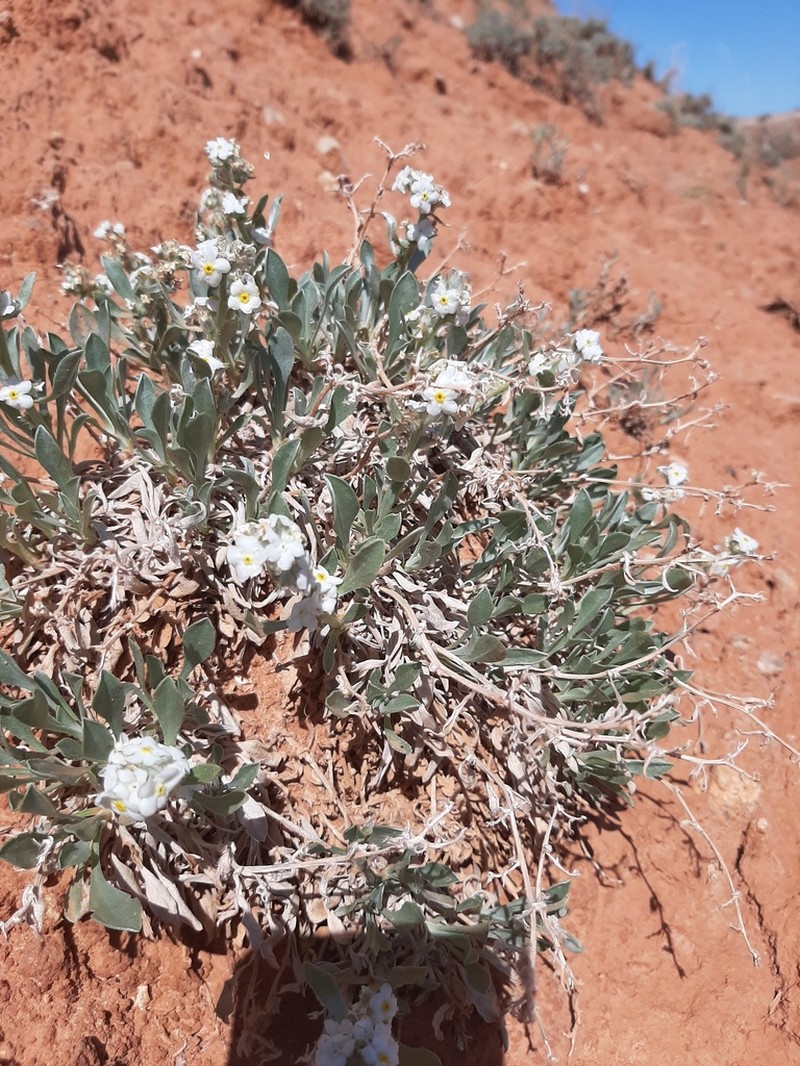 Mountain Cryptantha photo 7