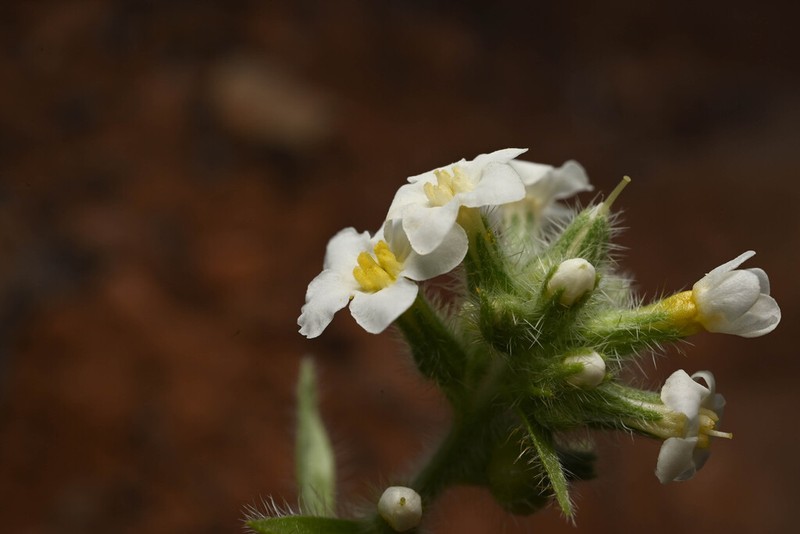 Capitate Cryptantha