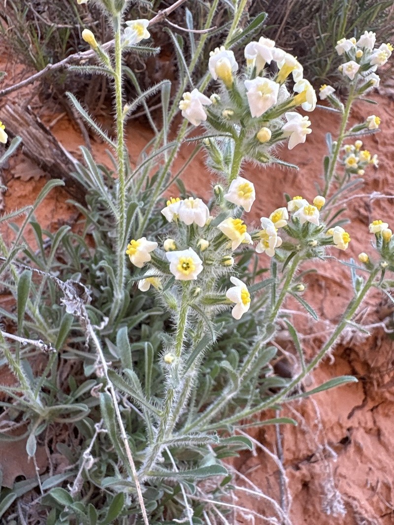 Capitate Cryptantha photo 2
