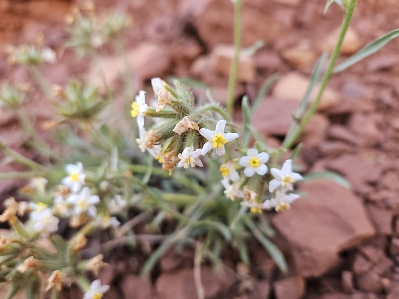 Capitate Cryptantha photo 3