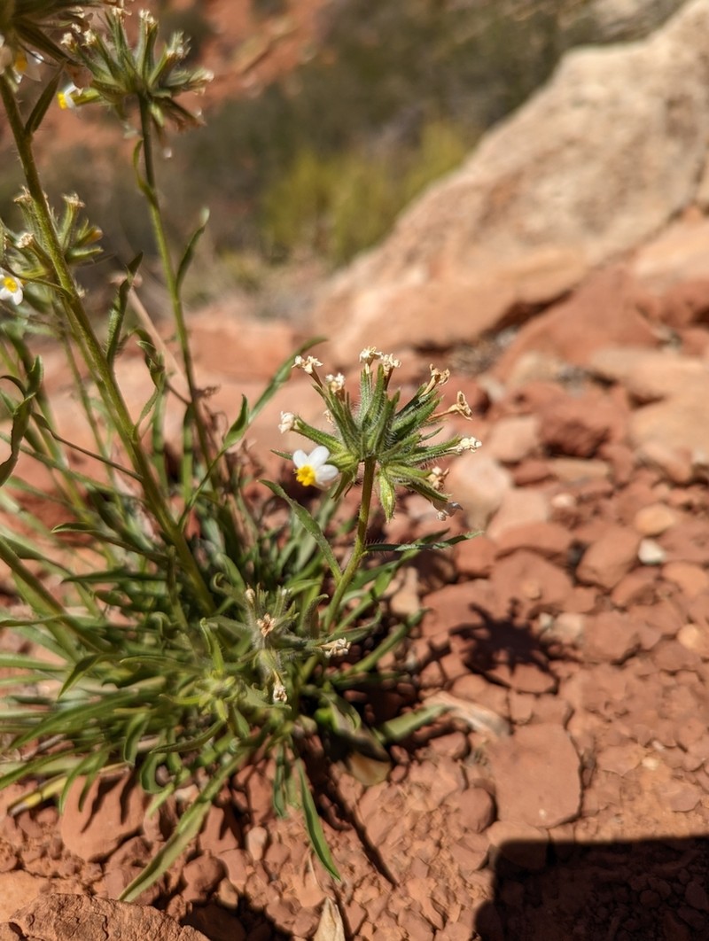 Capitate Cryptantha photo 4