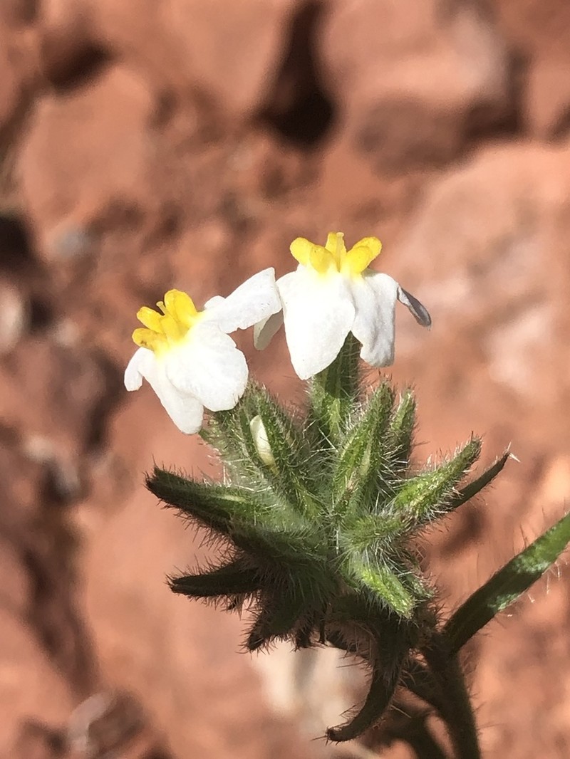 Capitate Cryptantha photo 5