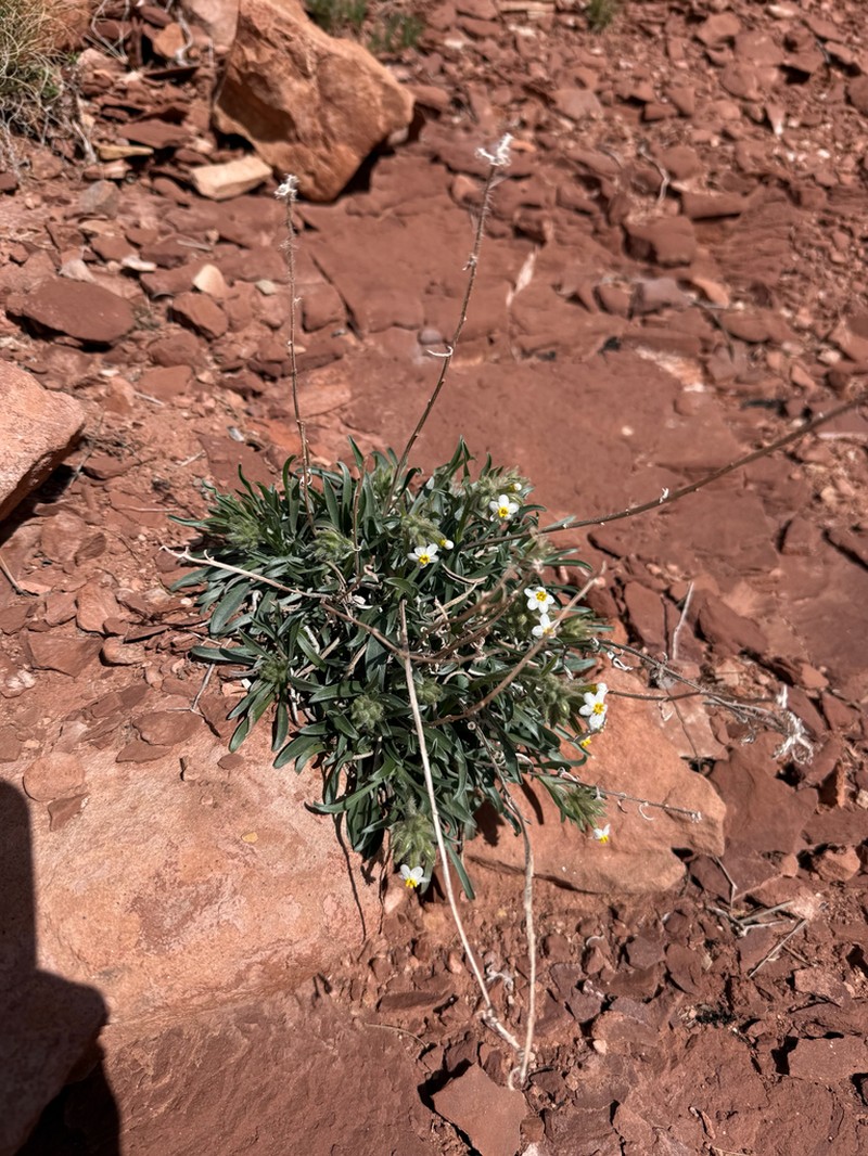Capitate Cryptantha photo 6