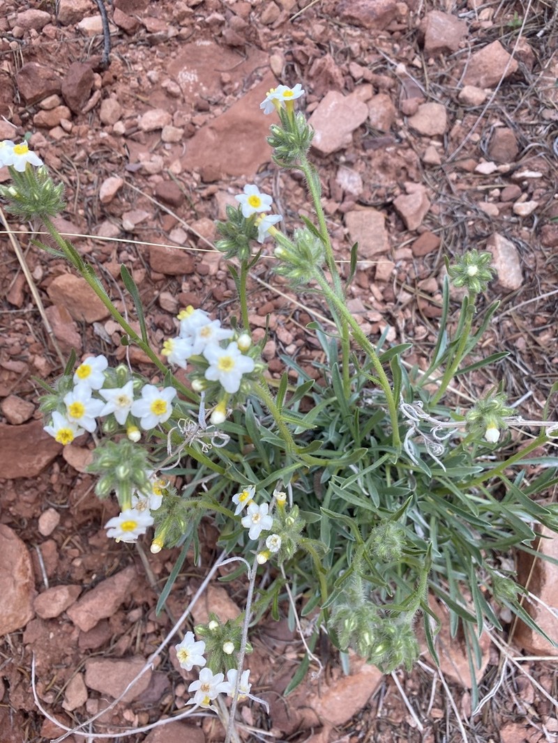 Capitate Cryptantha photo 7