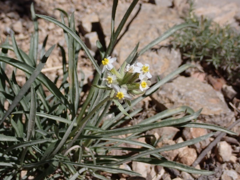 Capitate Cryptantha photo 8