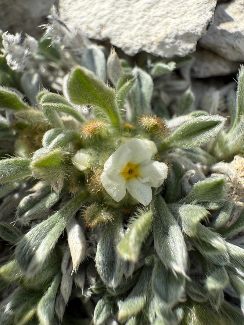 Compact Cryptantha