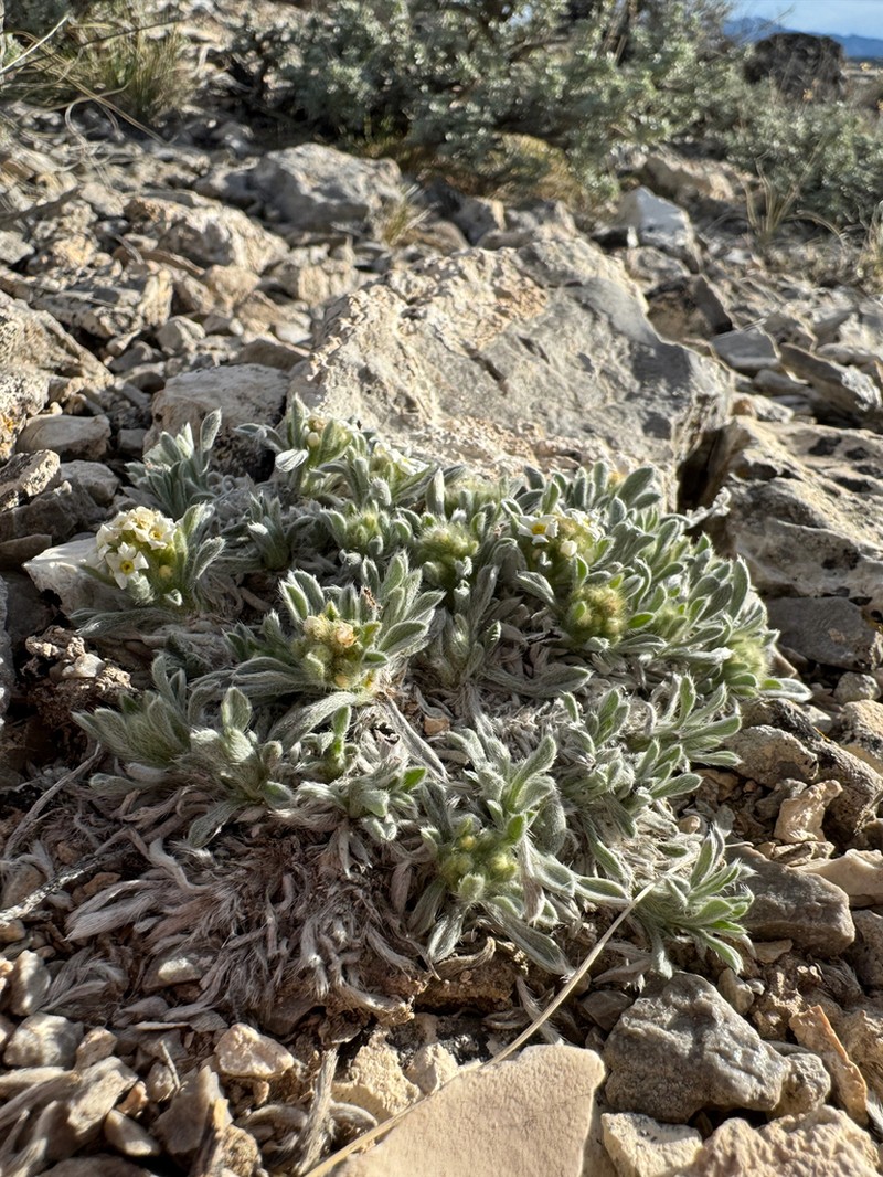 Compact Cryptantha photo 2