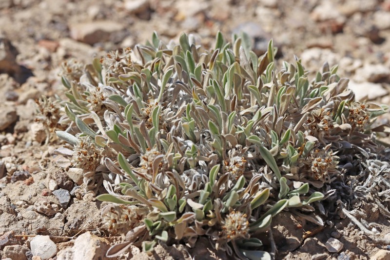 Compact Cryptantha photo 3