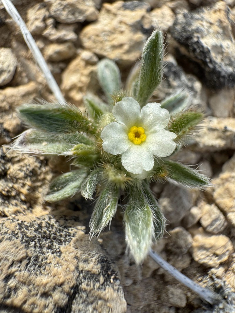 Compact Cryptantha photo 4