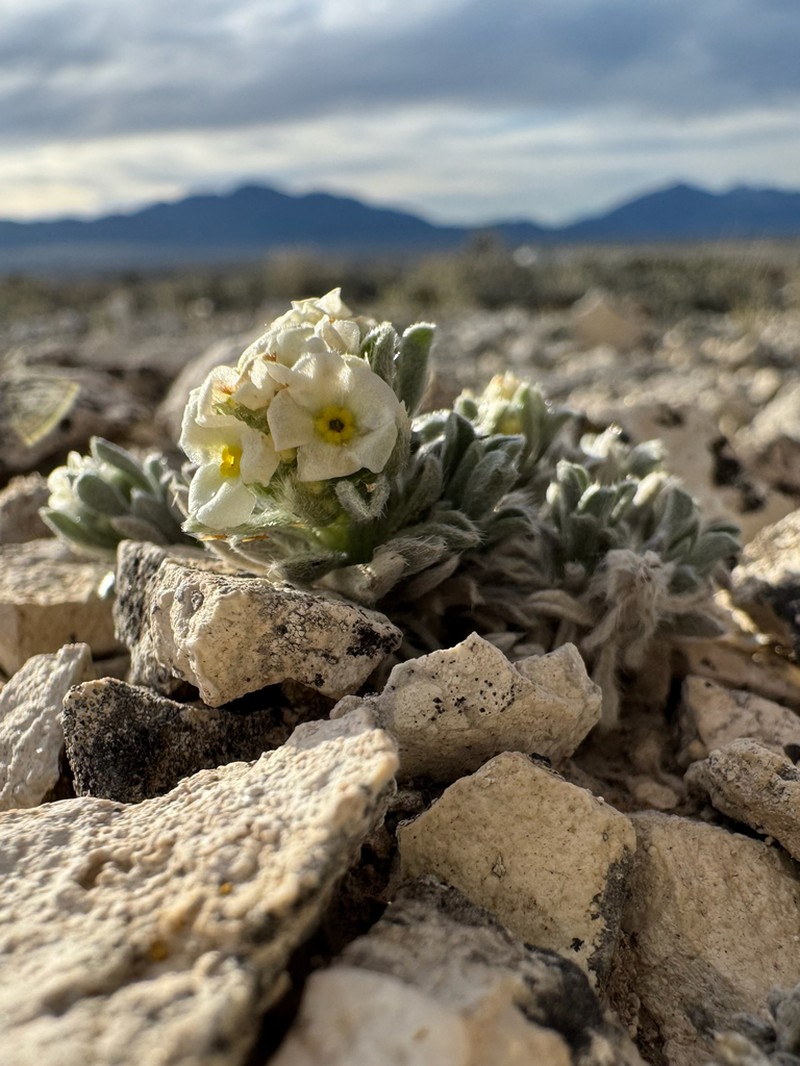 Compact Cryptantha photo 5