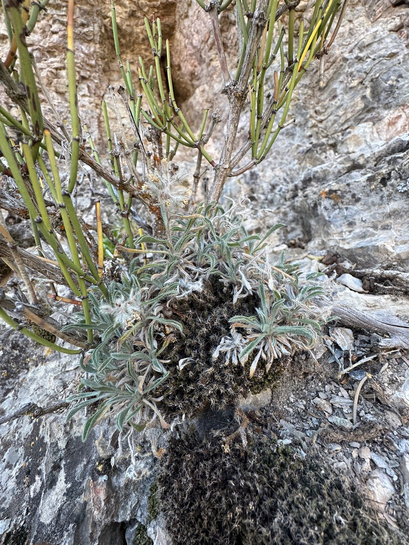 Compact Cryptantha photo 6