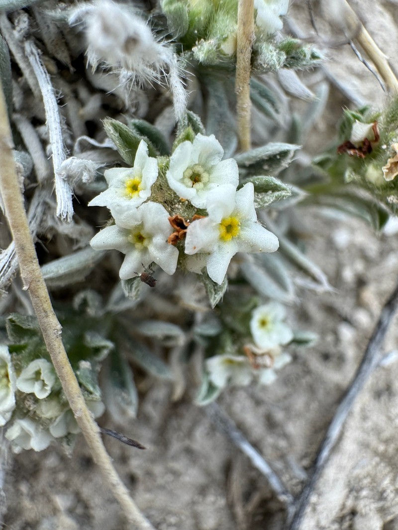 Compact Cryptantha photo 7