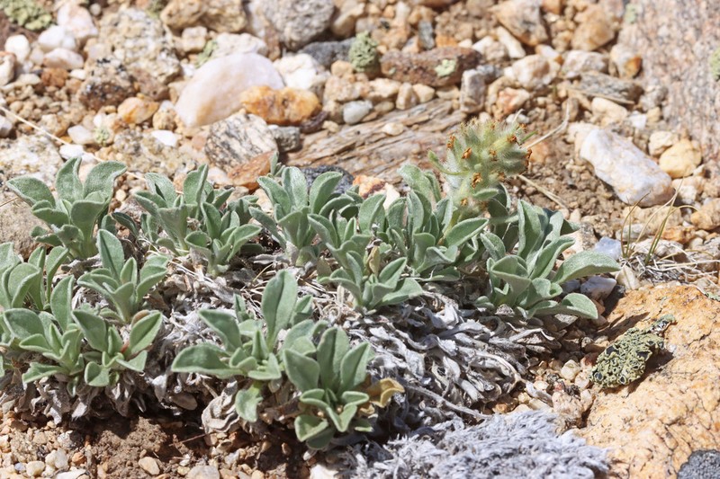 Compact Cryptantha photo 8
