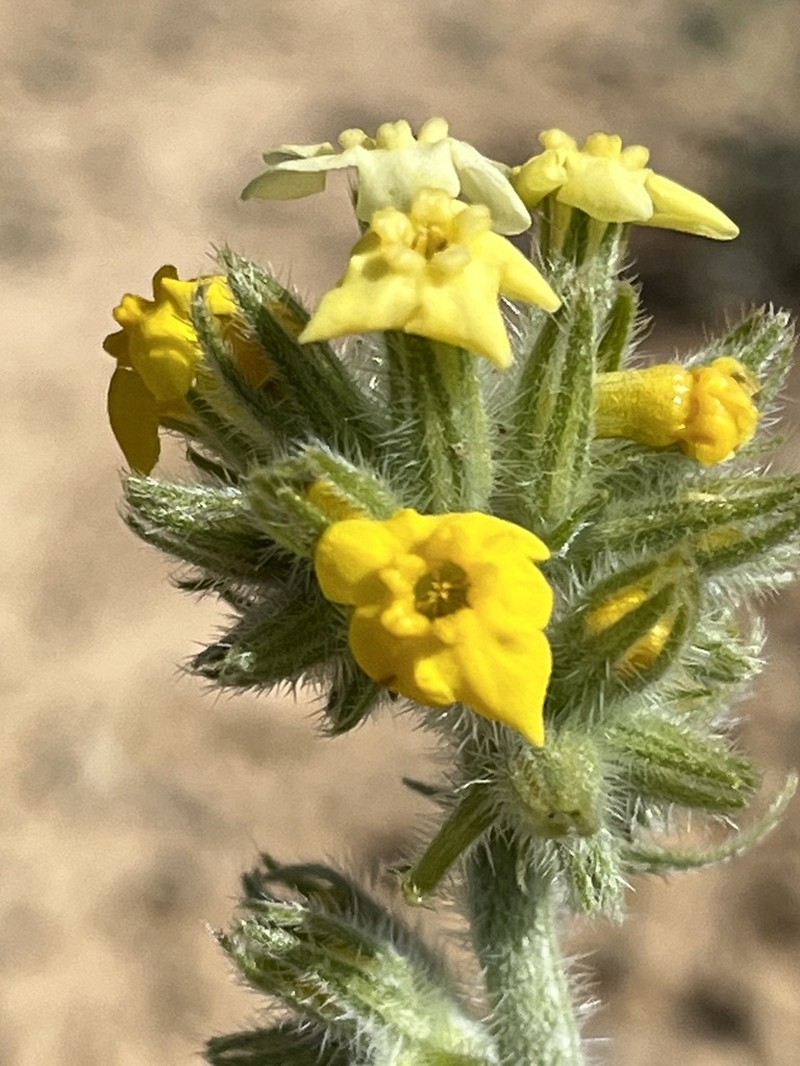 Basin Yellow Cryptantha