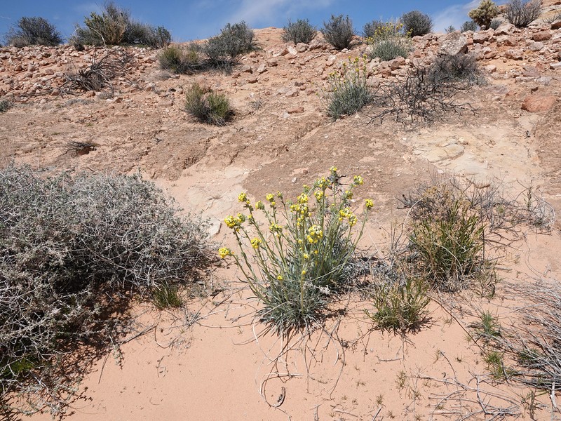 Basin Yellow Cryptantha photo 2