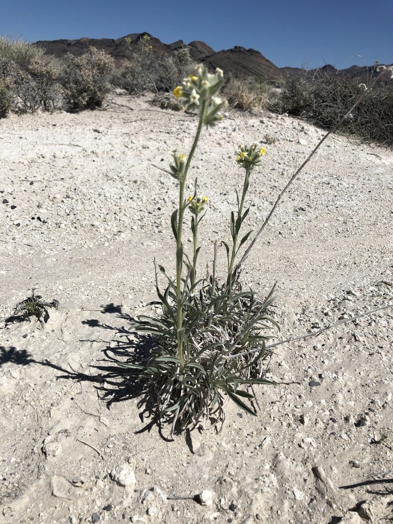 Basin Yellow Cryptantha photo 3