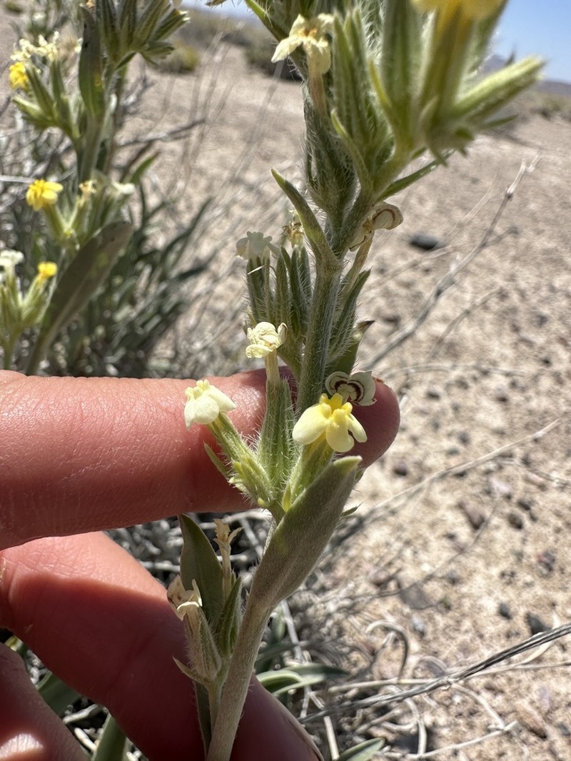 Basin Yellow Cryptantha photo 4