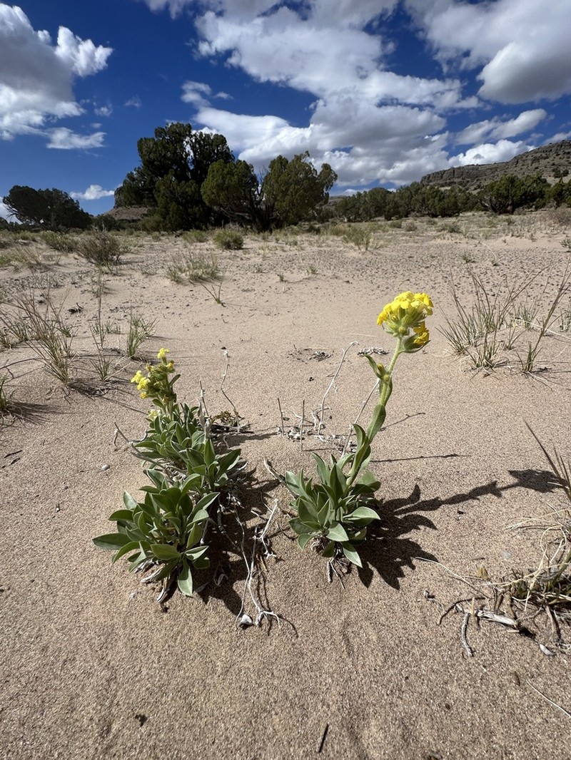 Basin Yellow Cryptantha photo 5