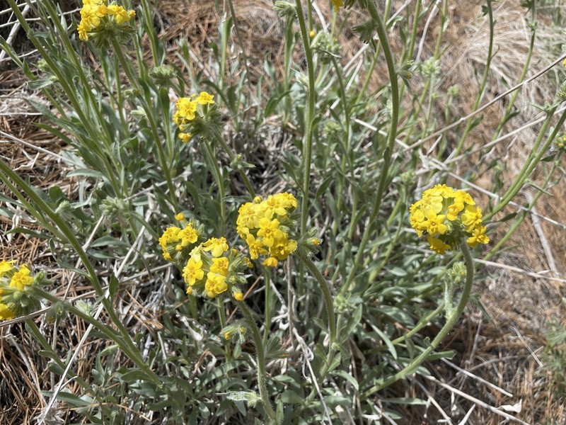 Basin Yellow Cryptantha photo 6
